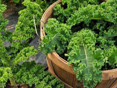 cải xoăn - loại thực phẩm giàu dinh dưỡng nhất