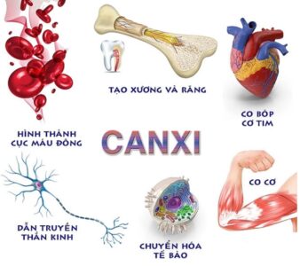 Lợi Ích Của Canxi